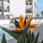 Medano4you Strelitzia Penthouse Apartamento