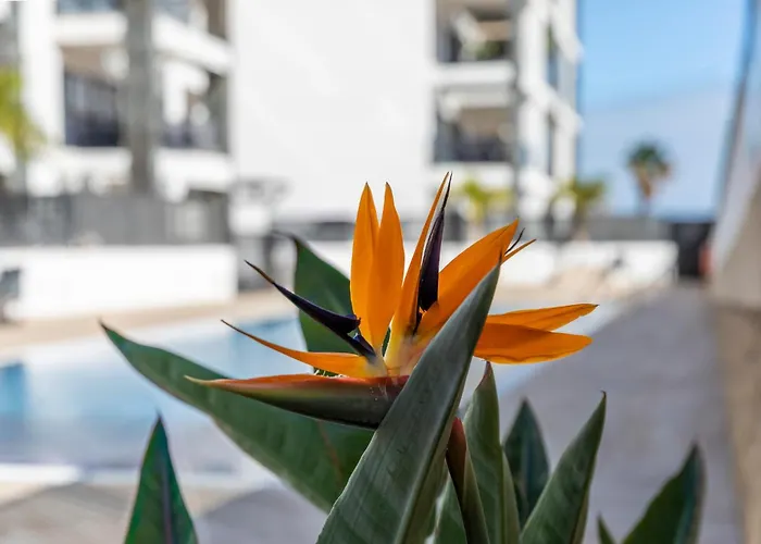 Medano4you Strelitzia Penthouse Διαμέρισμα