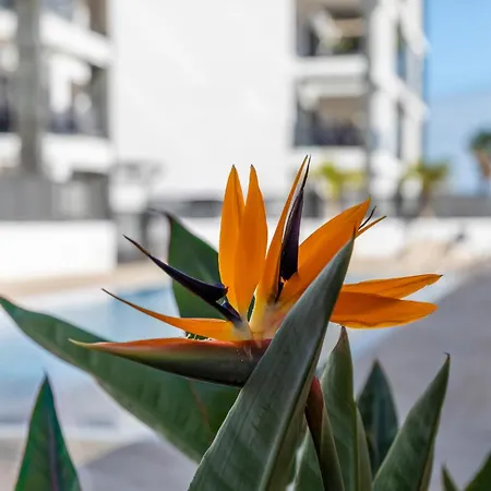 Medano4you Strelitzia Penthouse דירה